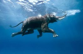 Indian Elephant Swimming Underwater von Steve Bloom