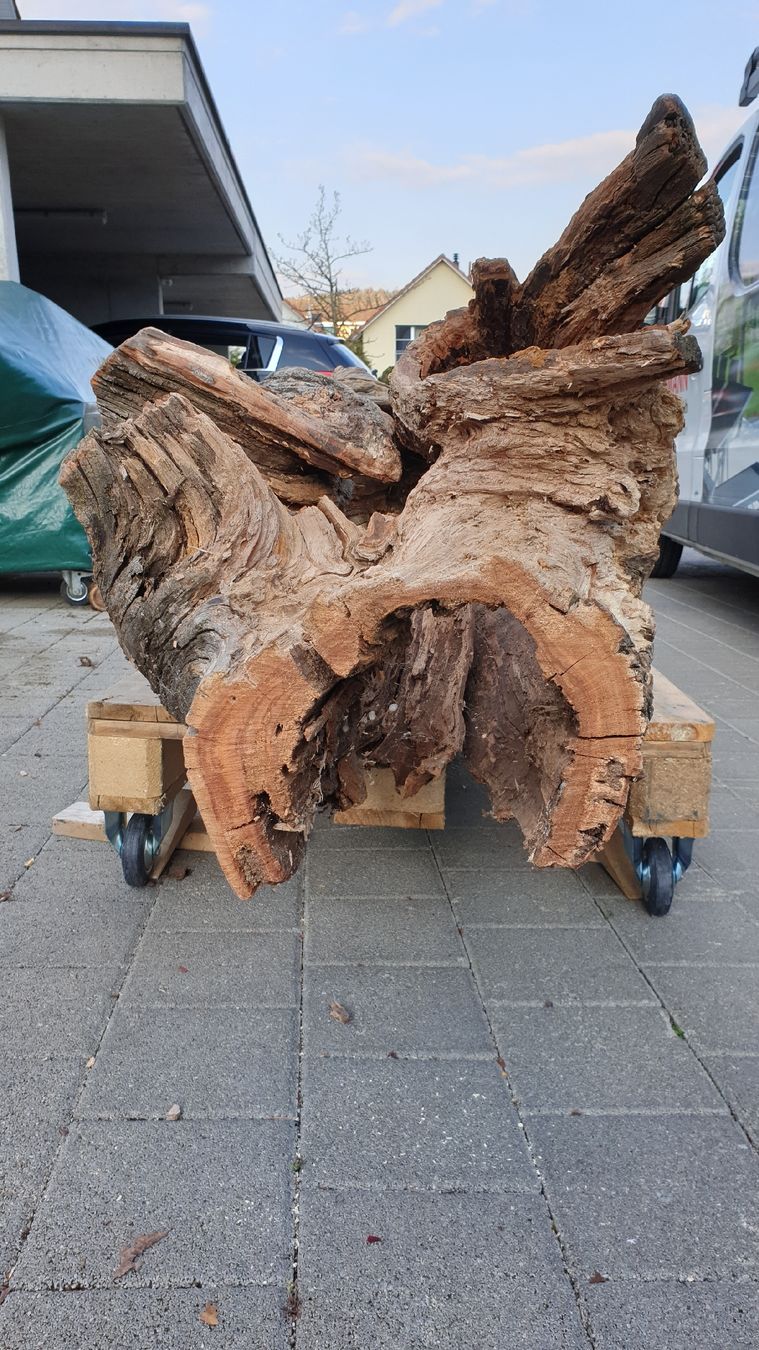Articoli in legno: Baumstamm Birnbaum – Nuovo (secondo la descrizione) da Embrach venduto da Olympia52 5