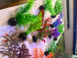 Aquarium Pflanzen