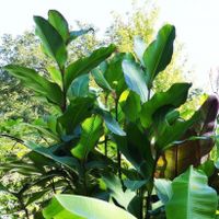 Canna Géant Musifolia +250cm  (3x)