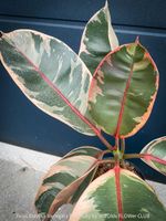 Ficus Elastica Variegata Red Ruby - 50-70cm grosses Bäumchen