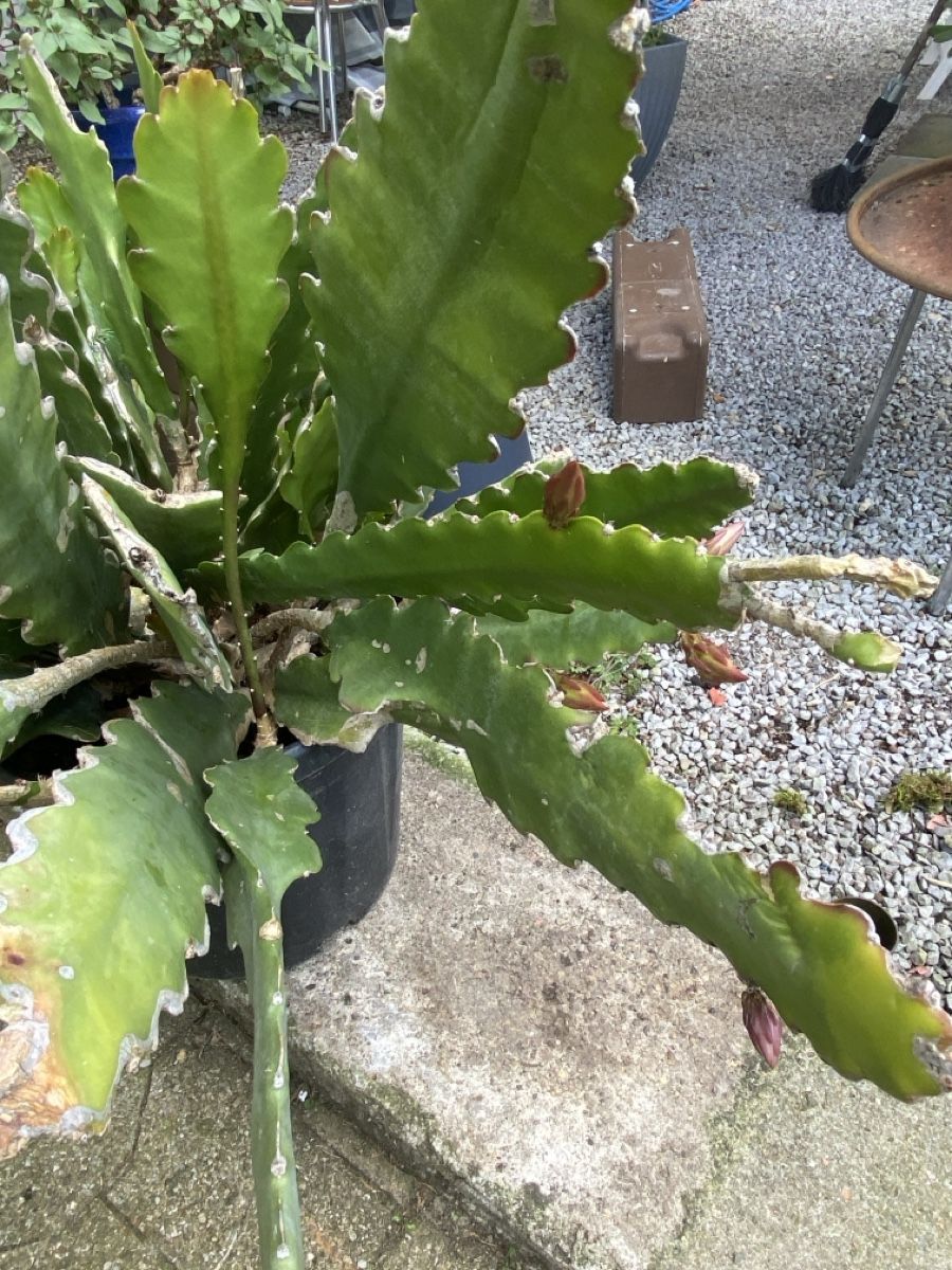 Pflanzen & Samen: Garten – Gebraucht aus Krummenau von Schmudel 2