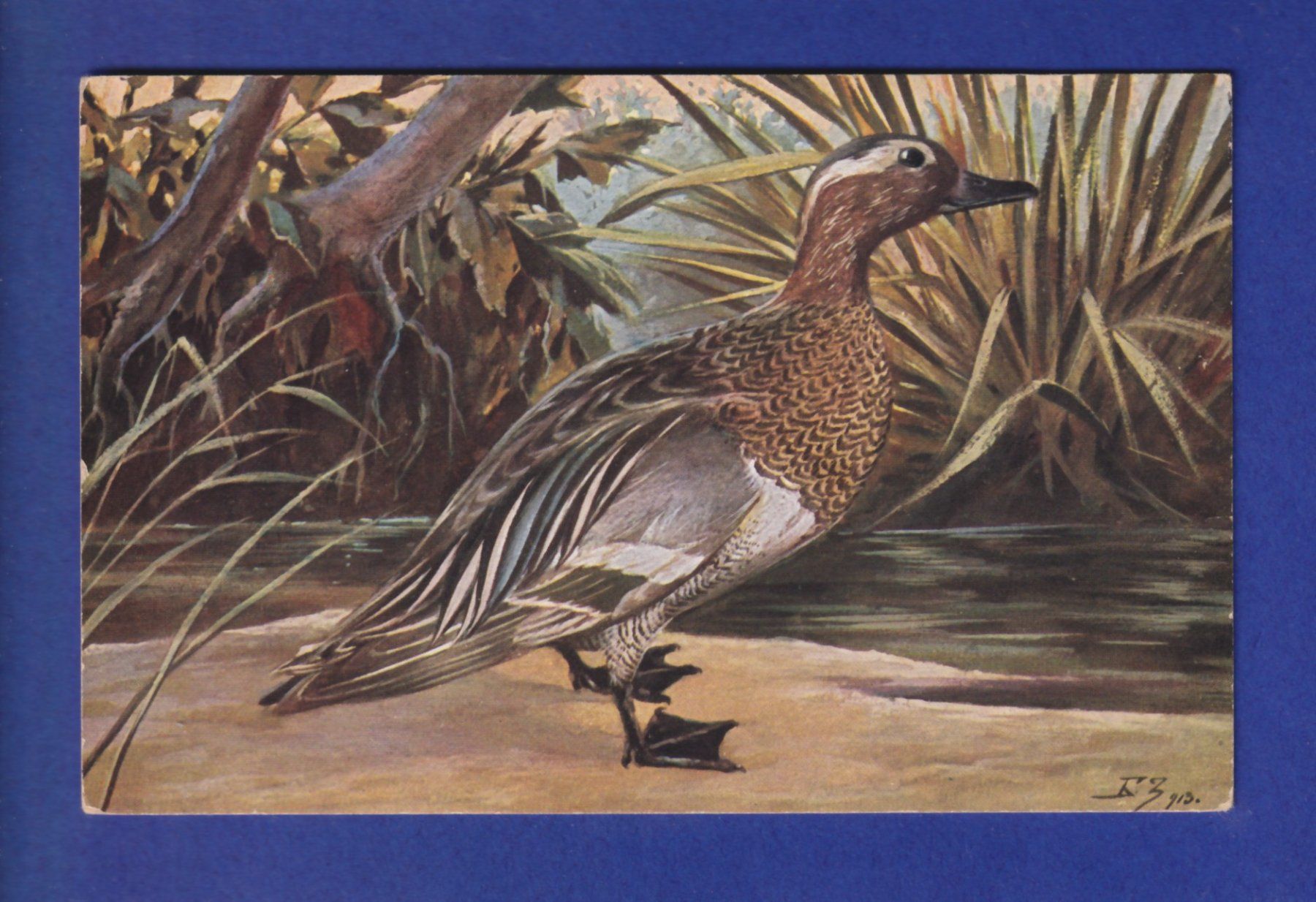 Cartes postales: OISEAU - Canard – D'occasion à Pully par nicecards-shop