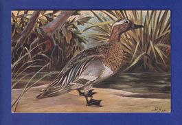 OISEAU - Canard