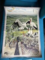 Schulwandbild Störche Storch Hainard