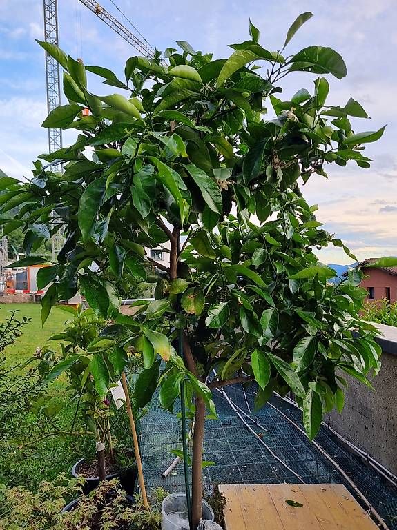 Piante & sementi: Pianta di limone 4 stagioni – Usato da Cadro venduto da Ema710