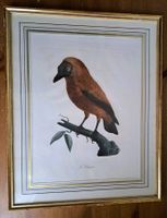 Kapuzinervogel, Le Chauve, Bild gerahmt
