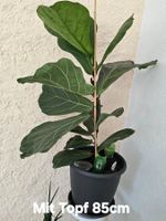 Wunderschöner Ficus Lyrata – bereit zum Einziehen