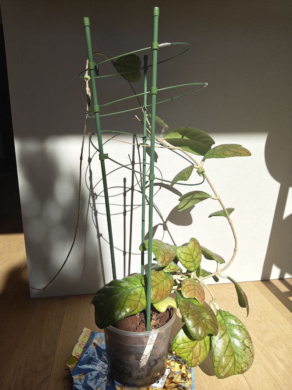 Piante & sementi: Hoya Daekae big plant – Usato da Chamoson venduto da Yuriyaa