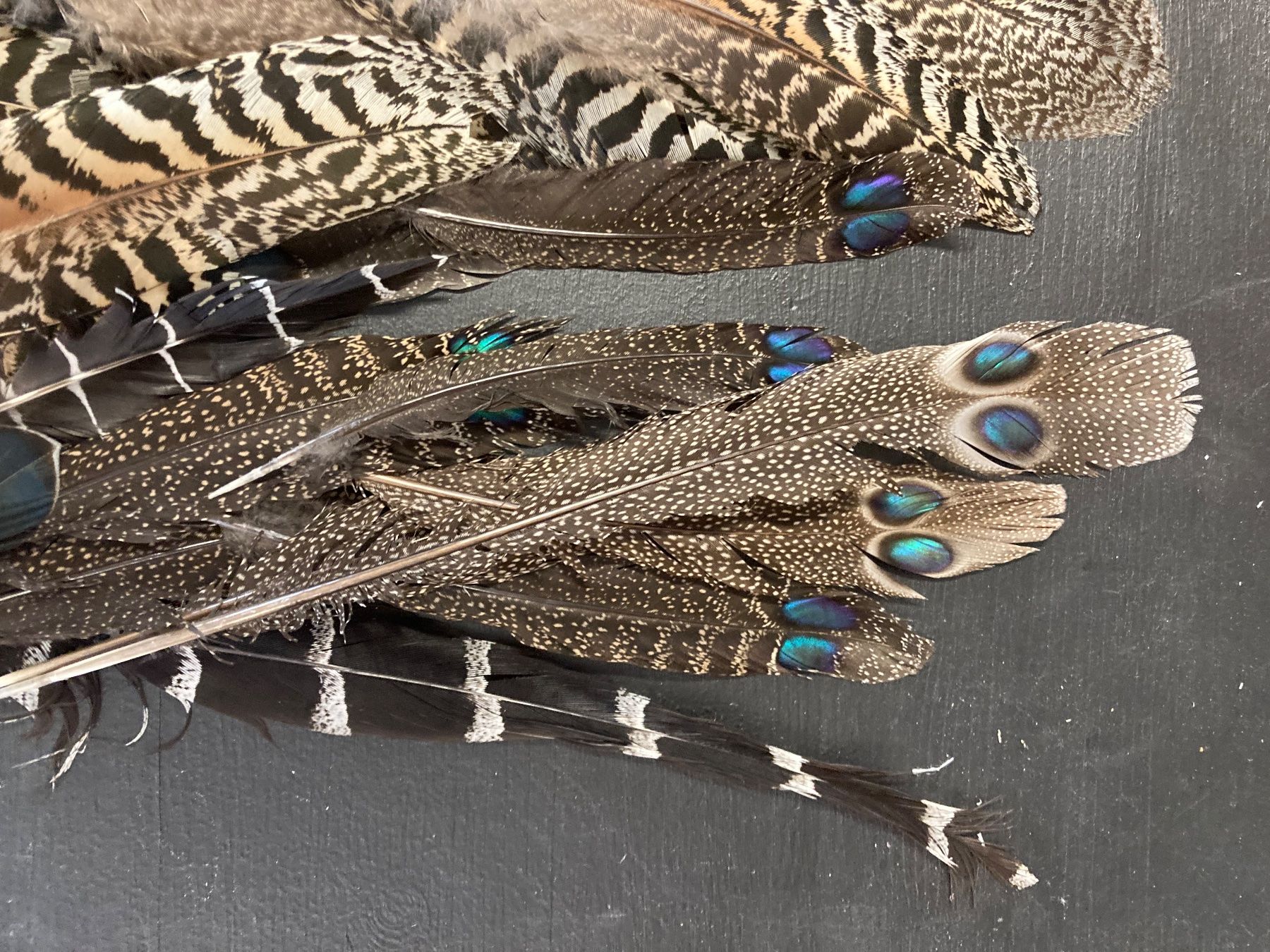 Welt der Tiere: Diverse Federn – Gebraucht aus Grosswangen von arum01 3
