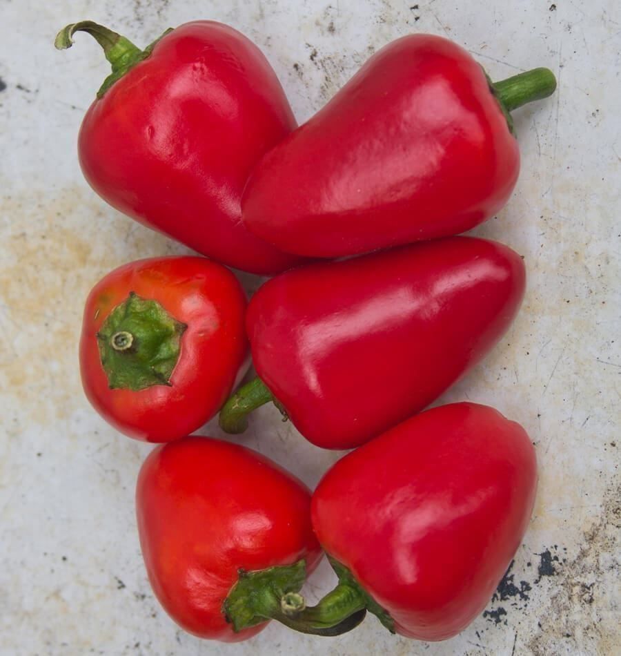Piante & sementi: 50 Samen Paprika MINI BELL RED – Nuovo (secondo la descrizione) da Ehrendingen venduto da VerveinaSamen 5