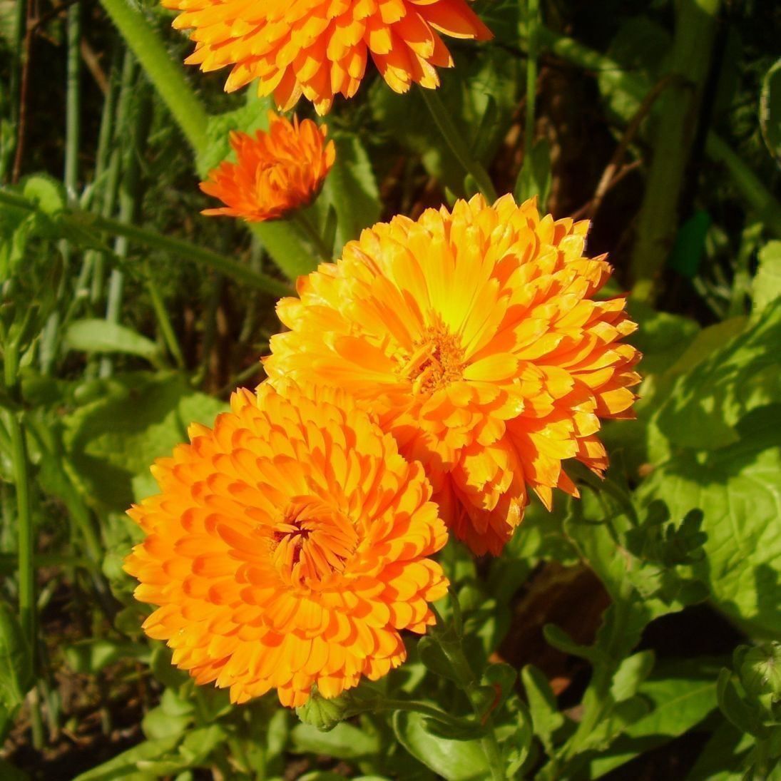 Piante & sementi: 500 Samen Ringelblume ORANGE KING – Nuovo (secondo la descrizione) da Ehrendingen venduto da VerveinaSamen 2
