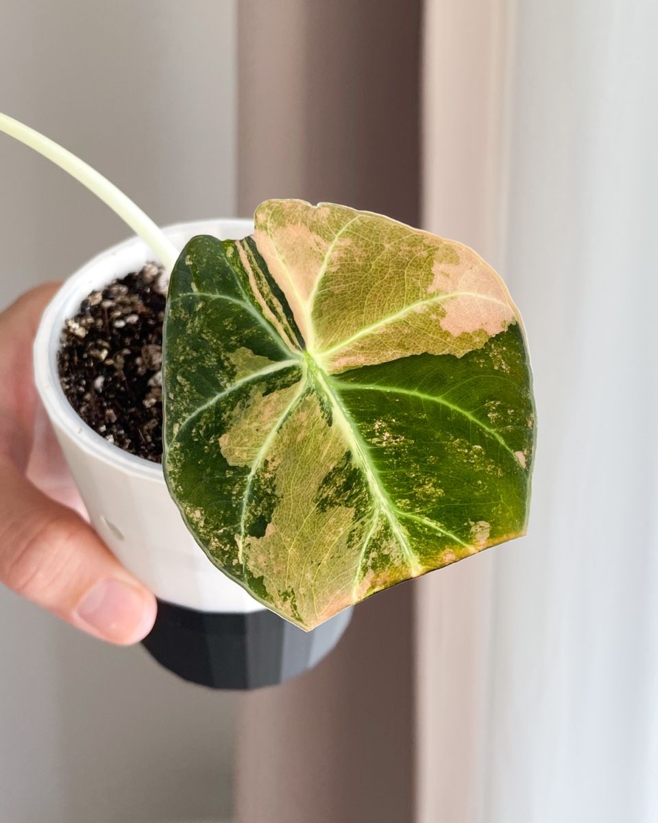 Alocasia Black Velvet Gold Variegata (Neu (gemss Beschreibung)) in Seuzach  fr CHF 93  mit Lieferung auf Ricardo kaufen