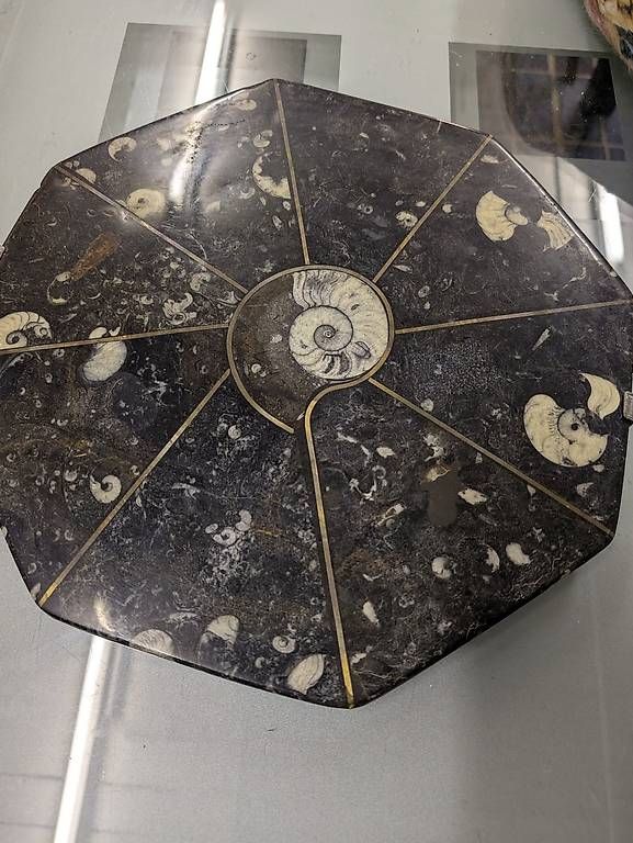 Fossili: Fossilienplatte Orthoceras / Ammoniten – Usato da Bänk (Dägerlen) venduto da Greentea232