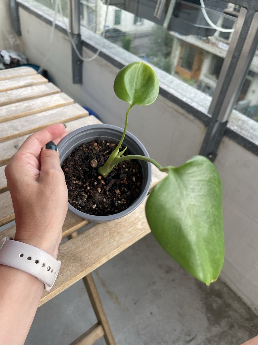 Pflanzen & Samen: Baby monstera – Gebraucht aus Bern von adr_62mn 2