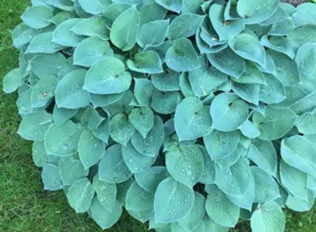 Plantes & graines: Hosta blue cadet – D'occasion à Lajoux JU par Briard0 2