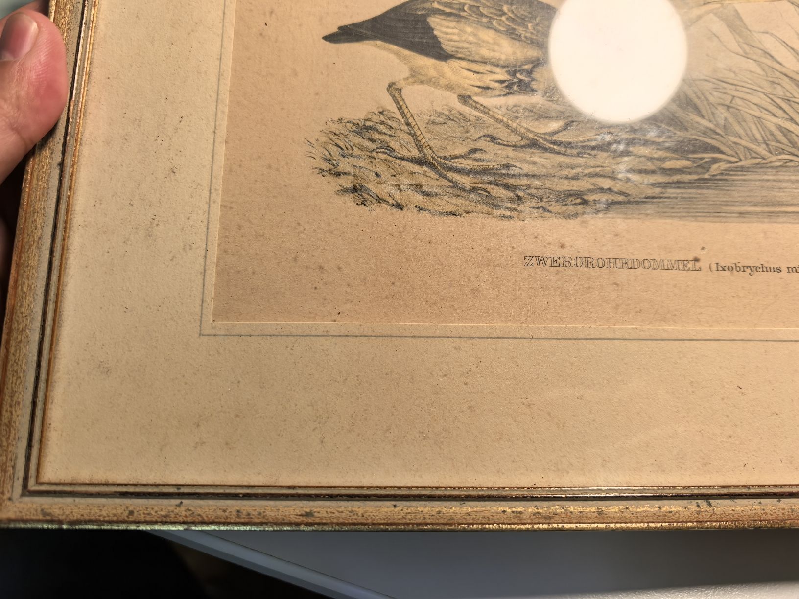Grafica & Litografie: Alte gerahmte Vogelbild-Lithographie mit Goldrahmen. – Usato da Bassersdorf venduto da Sport_4_life 4