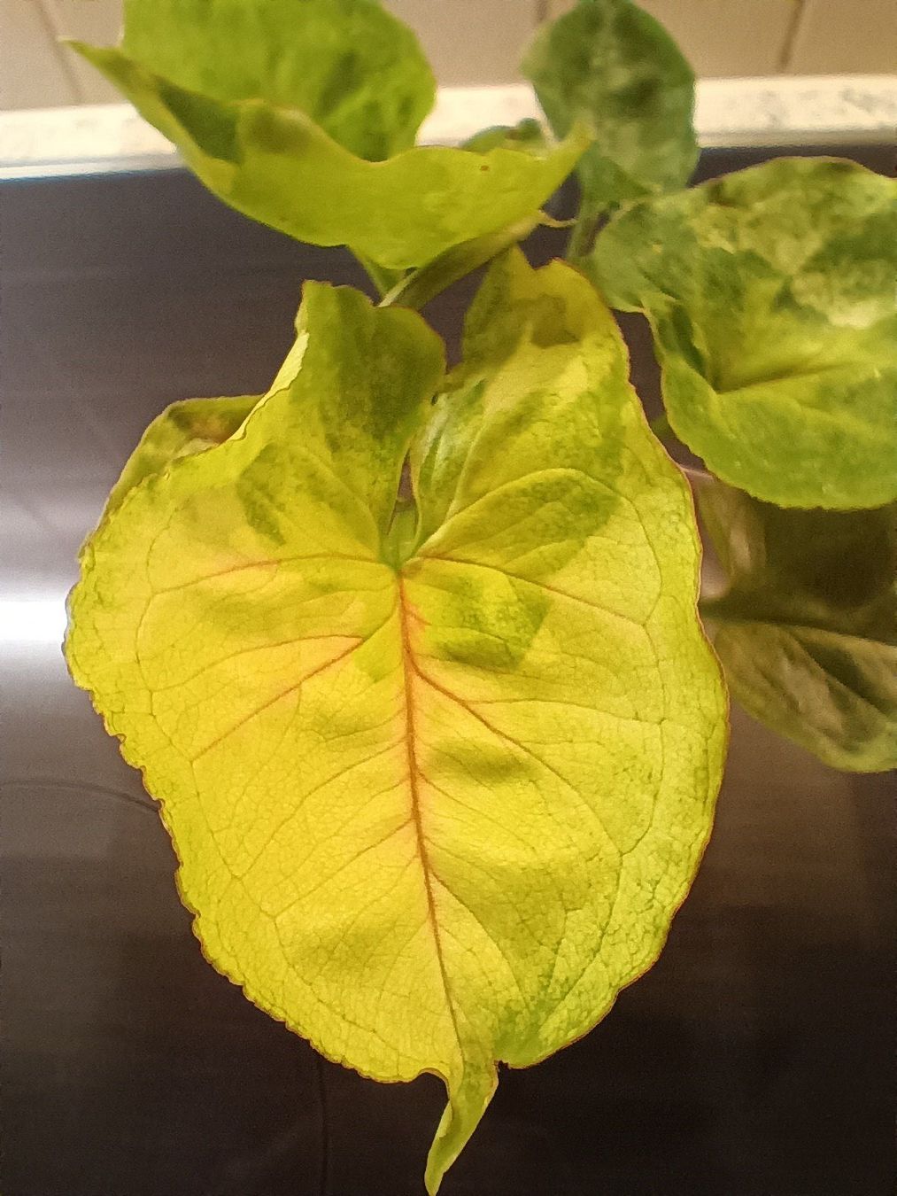 Plantes & graines: Syngonium Pflanzen Paket – D'occasion à Neerach par Pudelmax 3