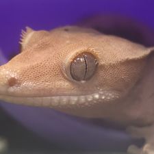 Profile image of Schattenfuchs