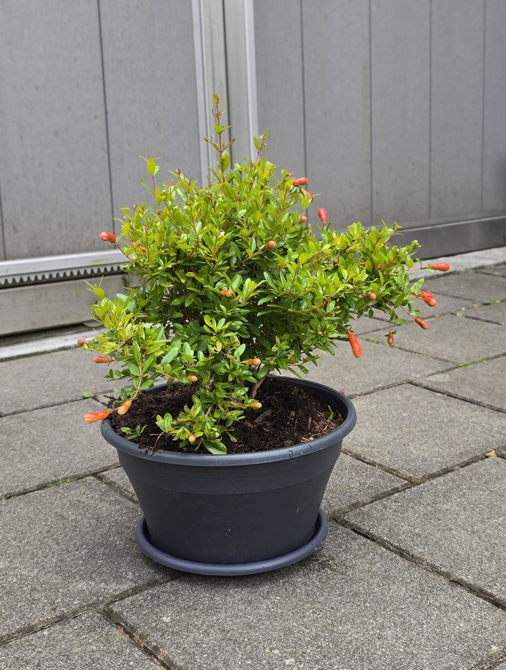 Piante & sementi: Blühende Granatapfel Bonsai Stil – Nuovo (secondo la descrizione) da Aarburg venduto da popkorn65 3
