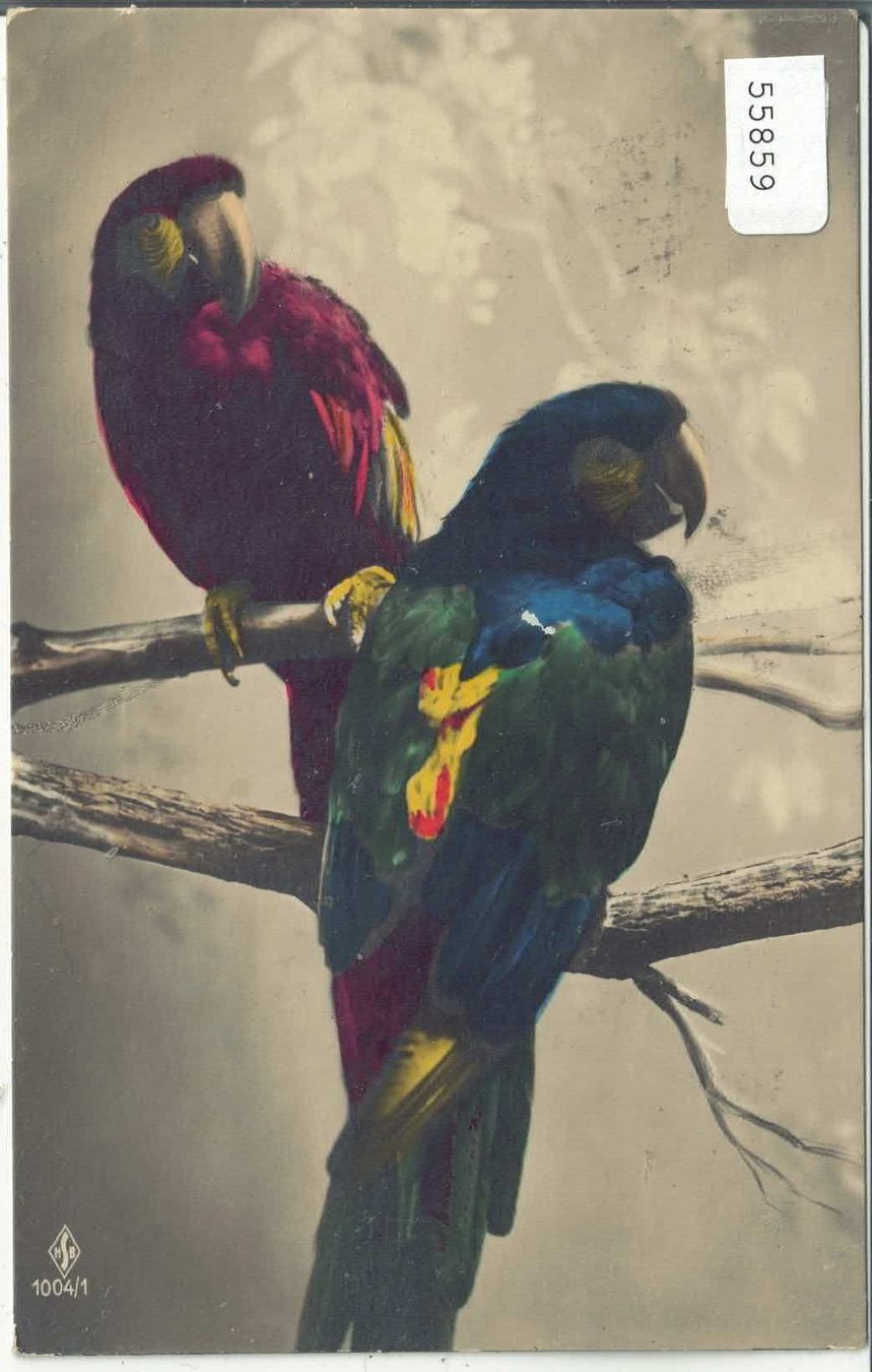 Ansichtskarten: Zwei Papagei perroquet - coloriert – Gebraucht aus Ettingen von Kartenplanet