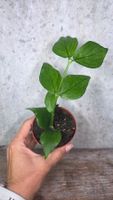 Hoya Polyneura