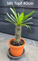 Palme Madagaskar