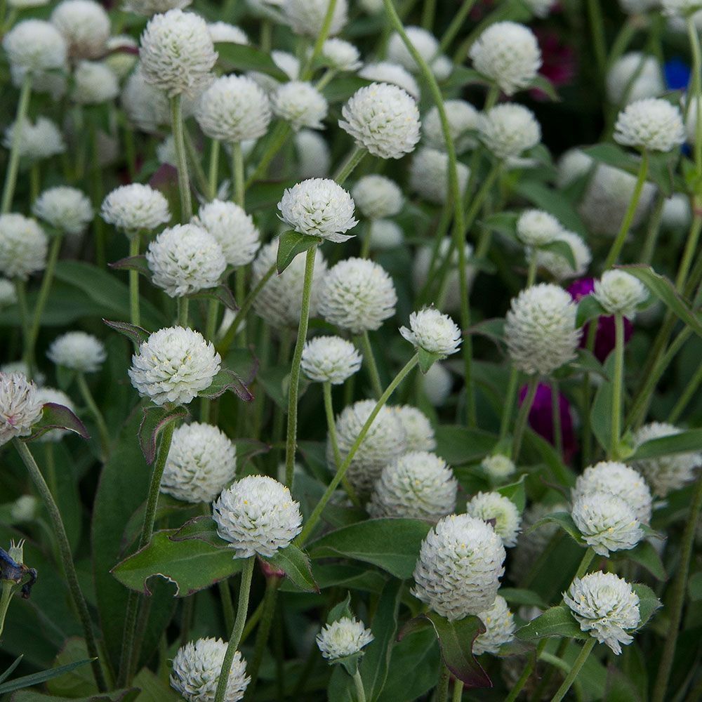 Pflanzen & Samen: 50 Samen Kugelamarant Gomphrena WHITE Samen – Neu (gemäss Beschreibung) aus Ehrendingen von VerveinaSamen