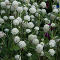 50 Samen Kugelamarant Gomphrena WHITE Samen