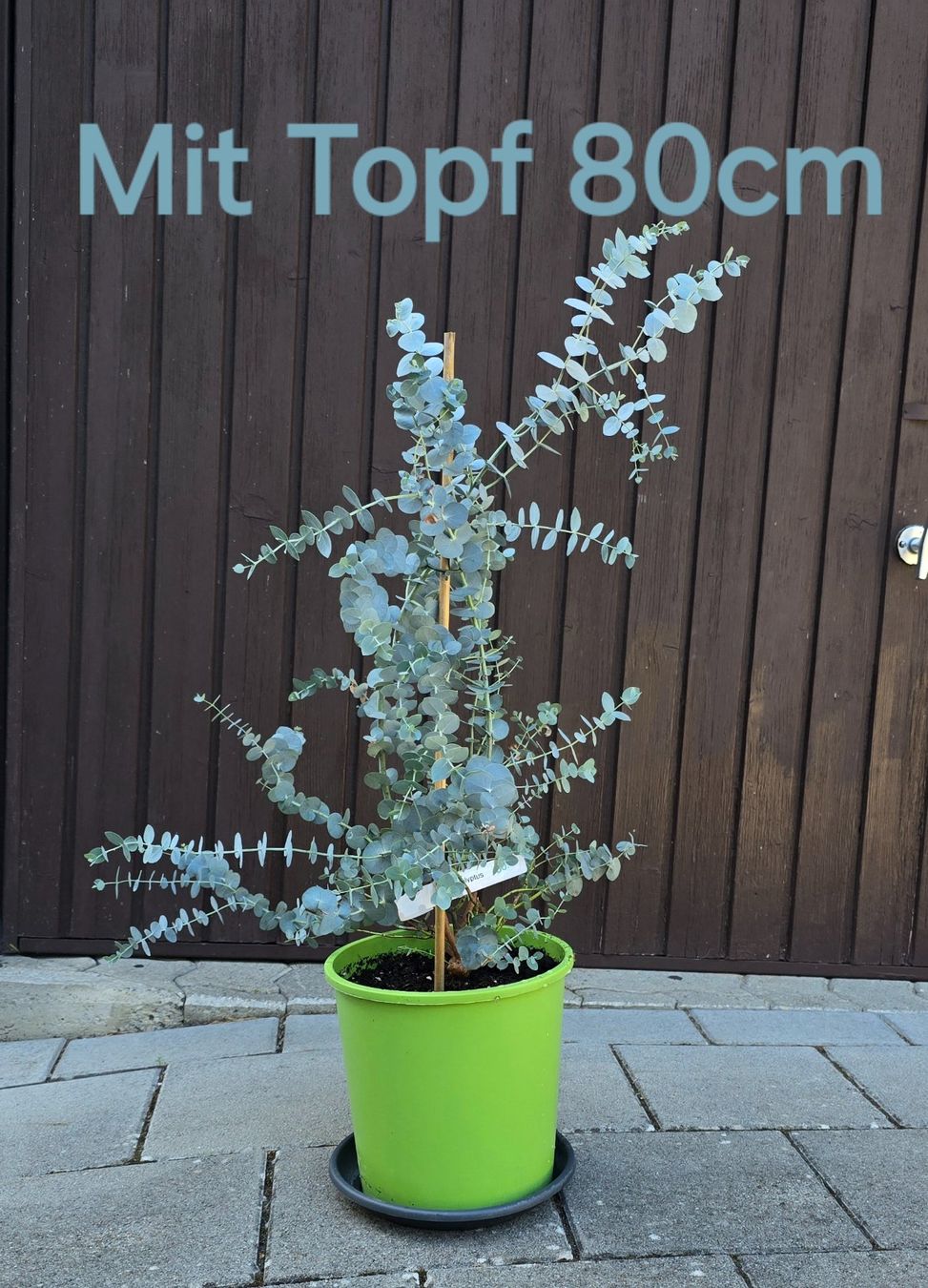 Plantes & graines: Schöner Eukalyptus (Eucalyptus gunnii) – Neuf (Voir description) à Aarburg par popkorn65
