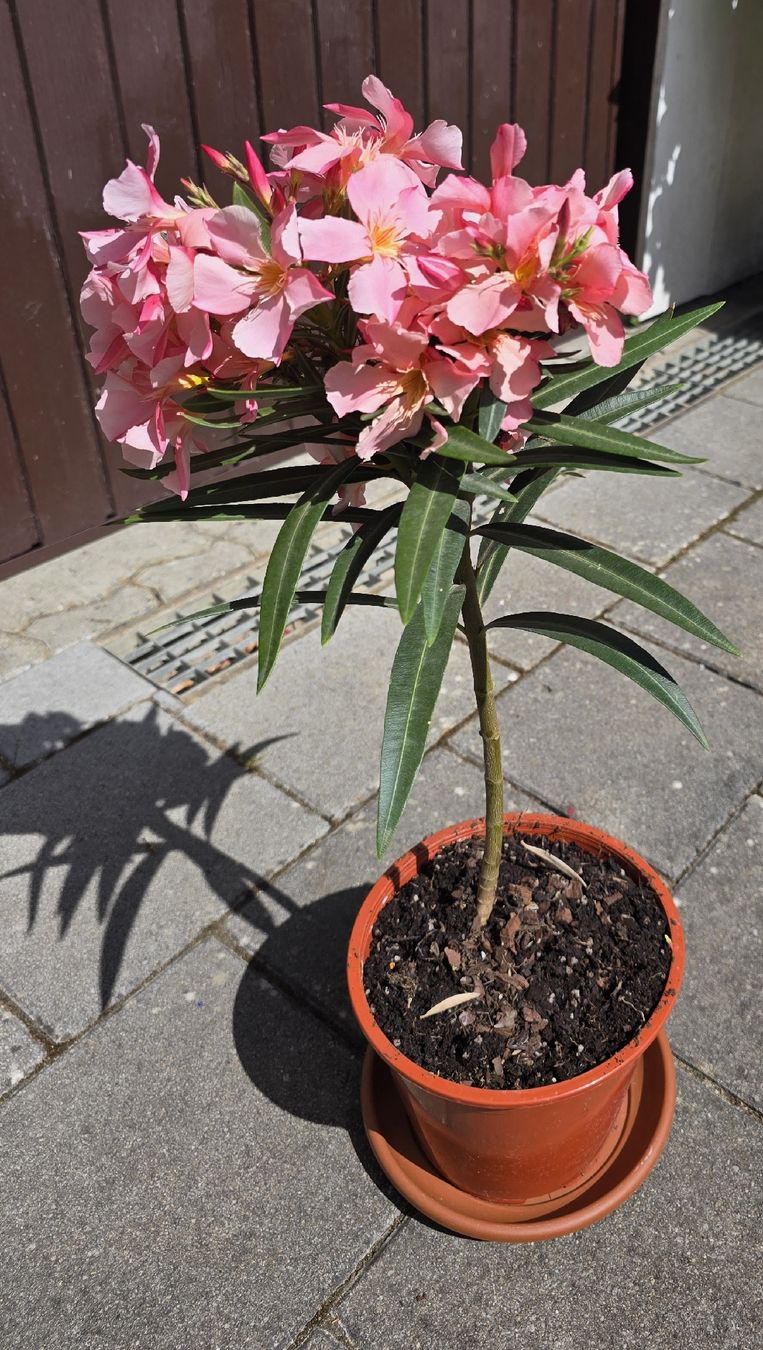 Pflanzen & Samen: Oleander rosa  blühend  – Gebraucht aus Aarburg von popkorn65