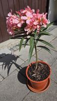 Oleander rosa  blühend 
