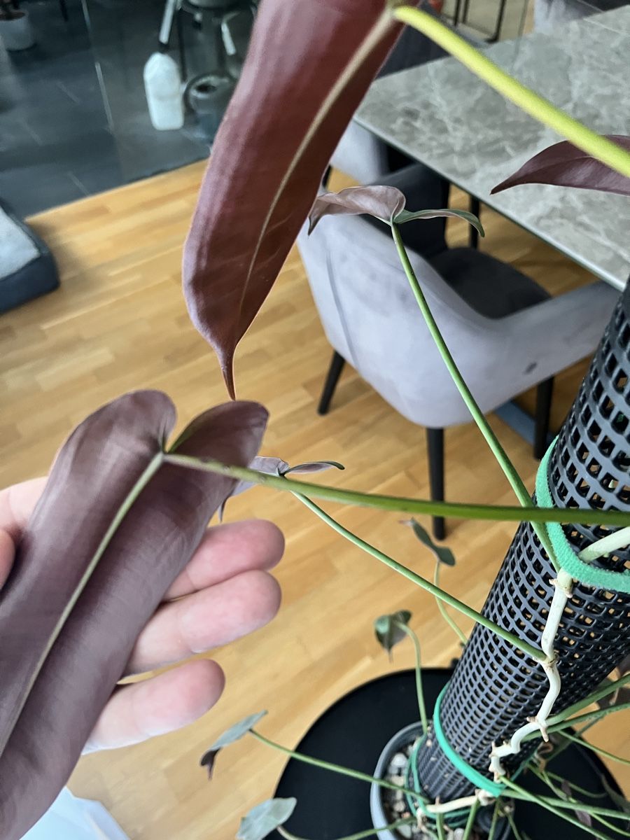 Piante & sementi: Philodendron atabapoense mit Moosstab – Usato da Uster venduto da ke114 3