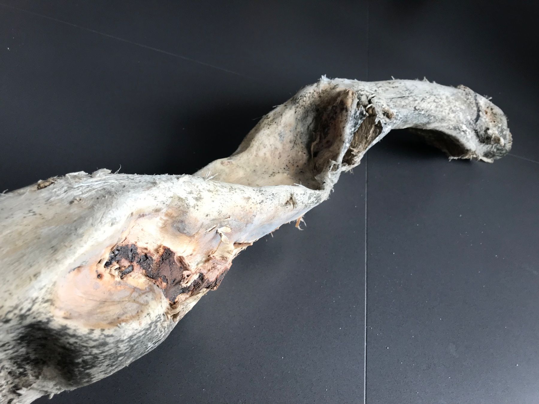 Articoli in legno: Schwemmholz – Nuovo (secondo la descrizione) da Vicosoprano venduto da moikka 5