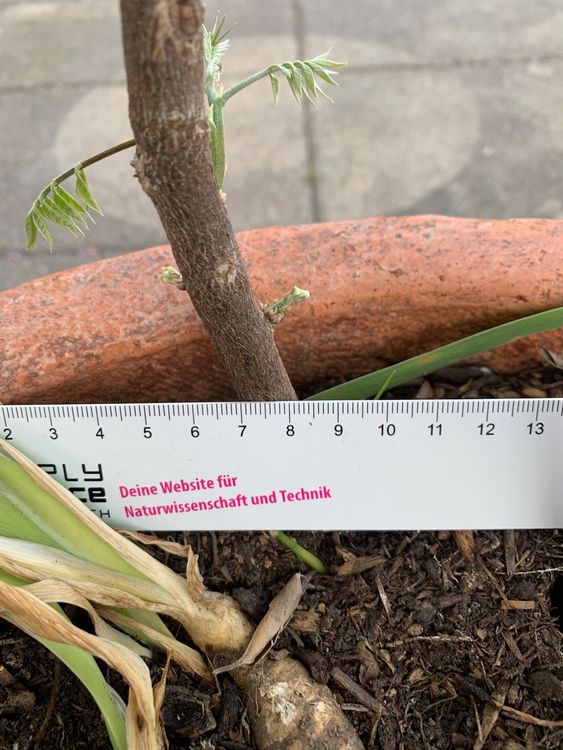 starke Glyzinie, Blauregen 0.4 m hoch aus Topf Gartenpflanze Kaufen