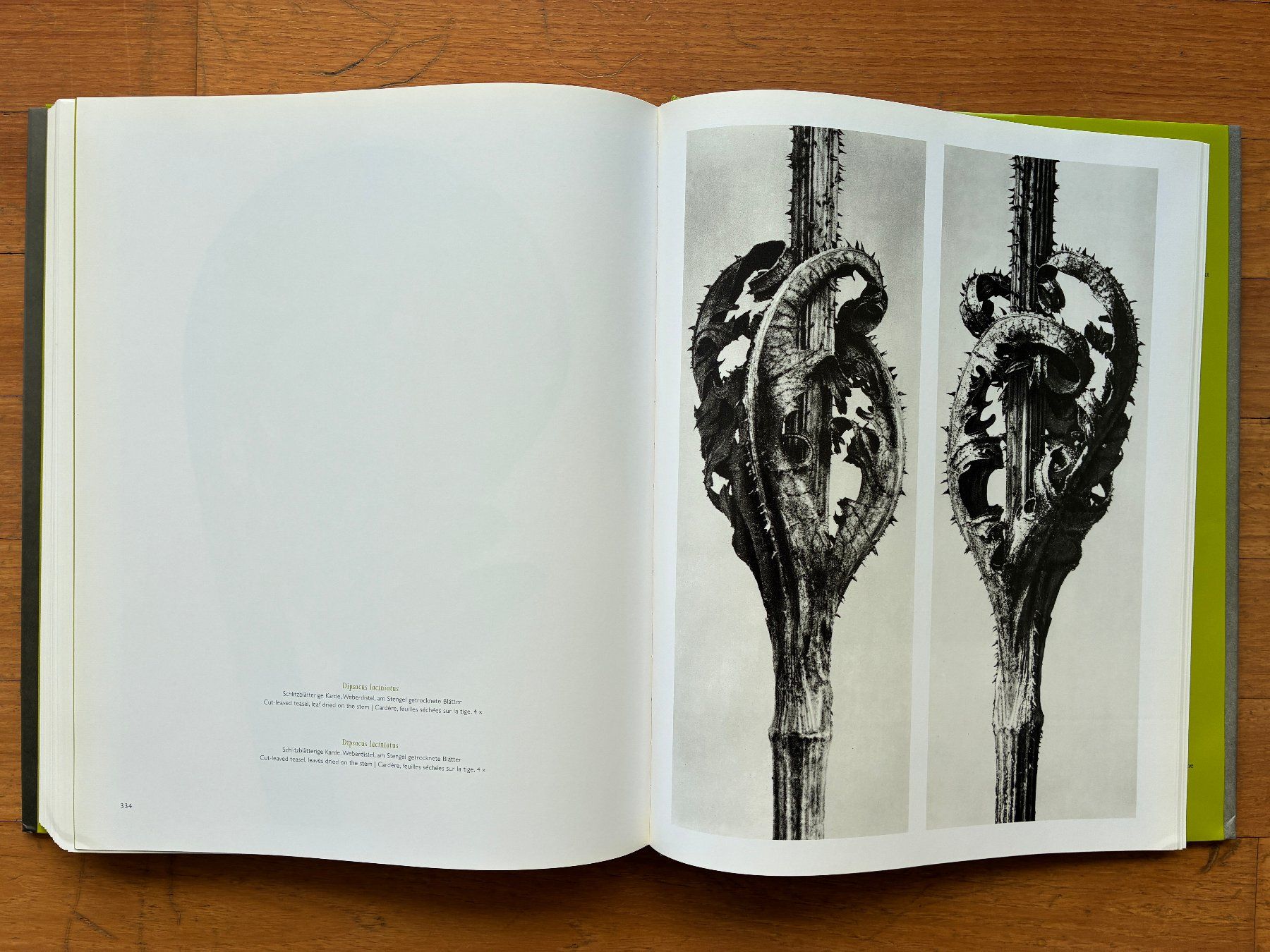 Libri: Photo Buch: KARL BLOSSFELDT – Usato da Lugano venduto da gio.yo 6