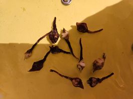 Alocasia Sinuata RHIZOM (1Stk)