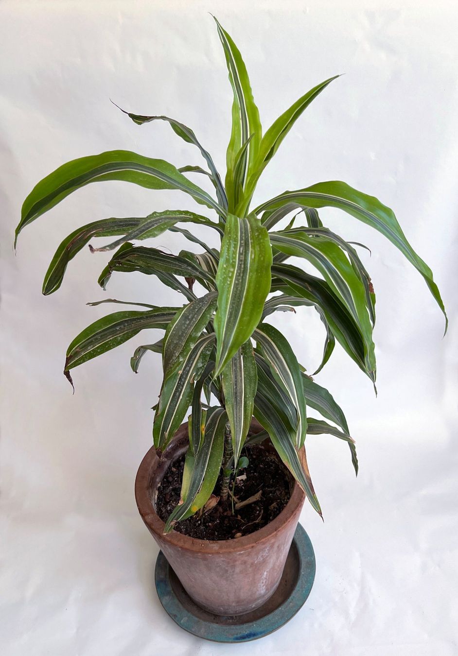 Piante & sementi: Dracaena*Lemon Drachenbaum***** – Usato da Dübendorf venduto da Orchid18 2