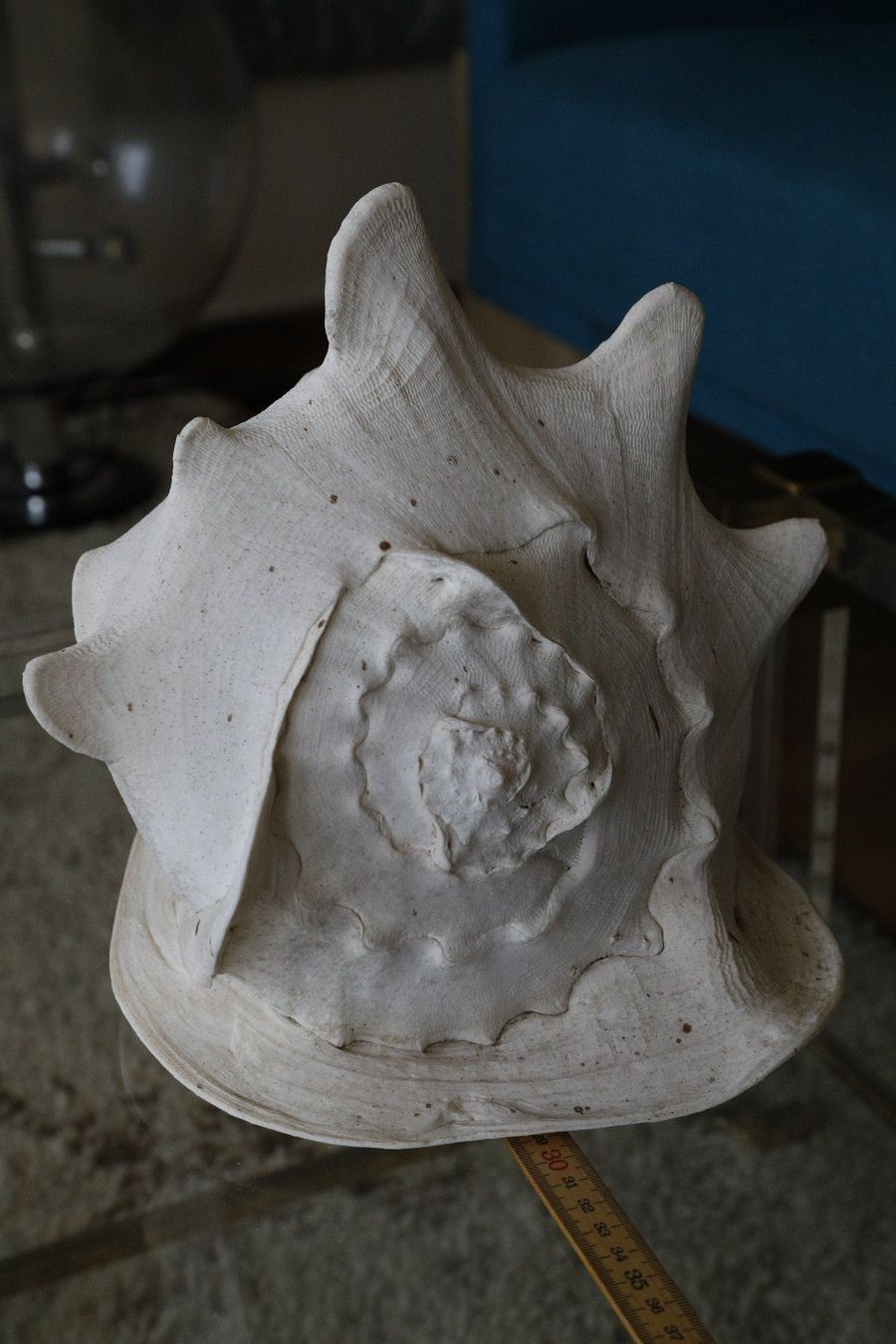 Tutte le decorazioni: Grosse Cassis Cornuta Muschel, 29 cm – Usato da Zürich venduto da evolve1