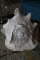 Grosse Cassis Cornuta Muschel, 29 cm