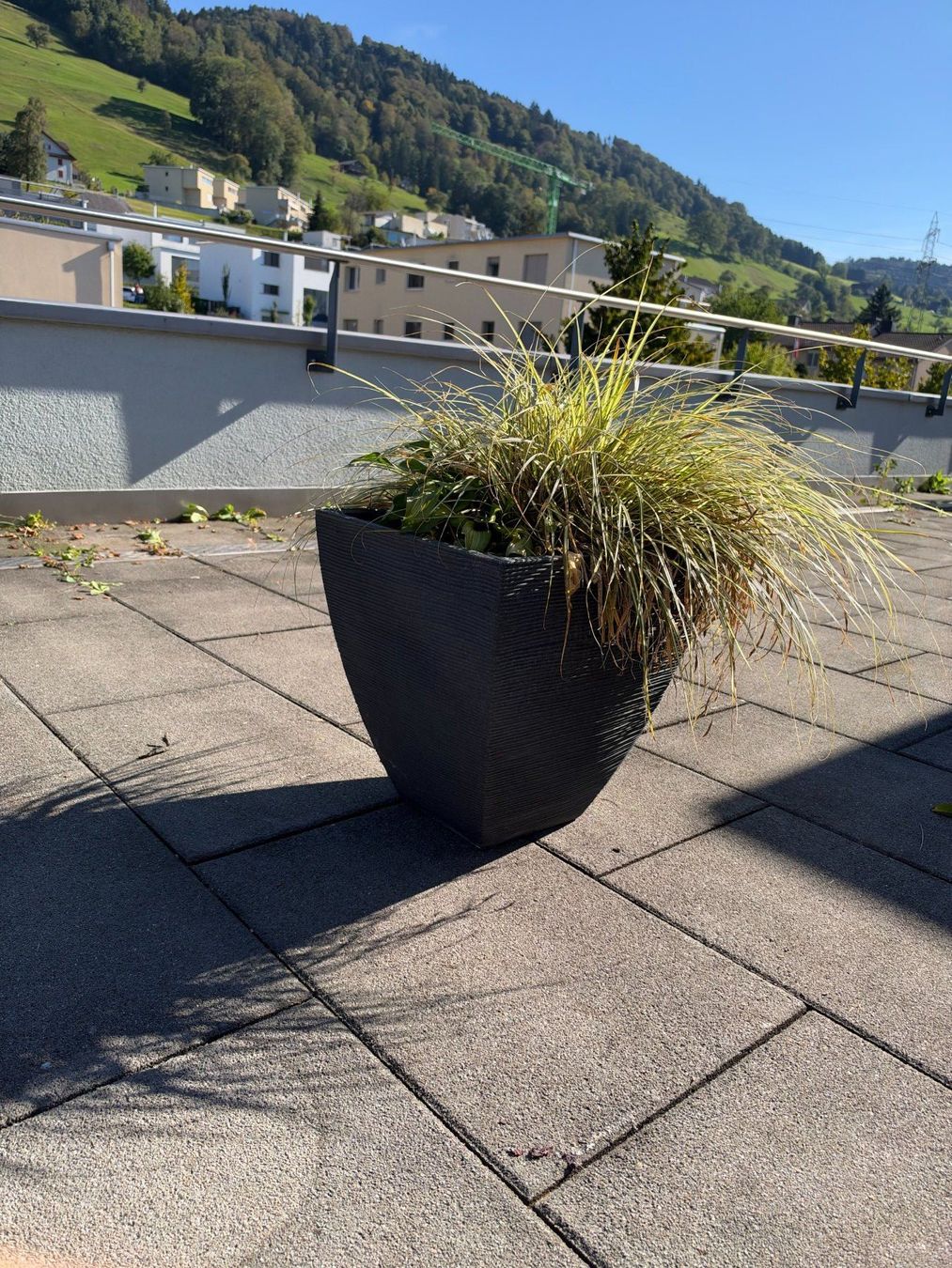 Piante & sementi: Vogelfusssegge – Usato da Root venduto da calmchris 2