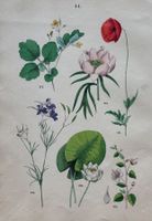 Antike Lithographie BOTANIK, 1880 - Dekorativ, 27 x 18 cm