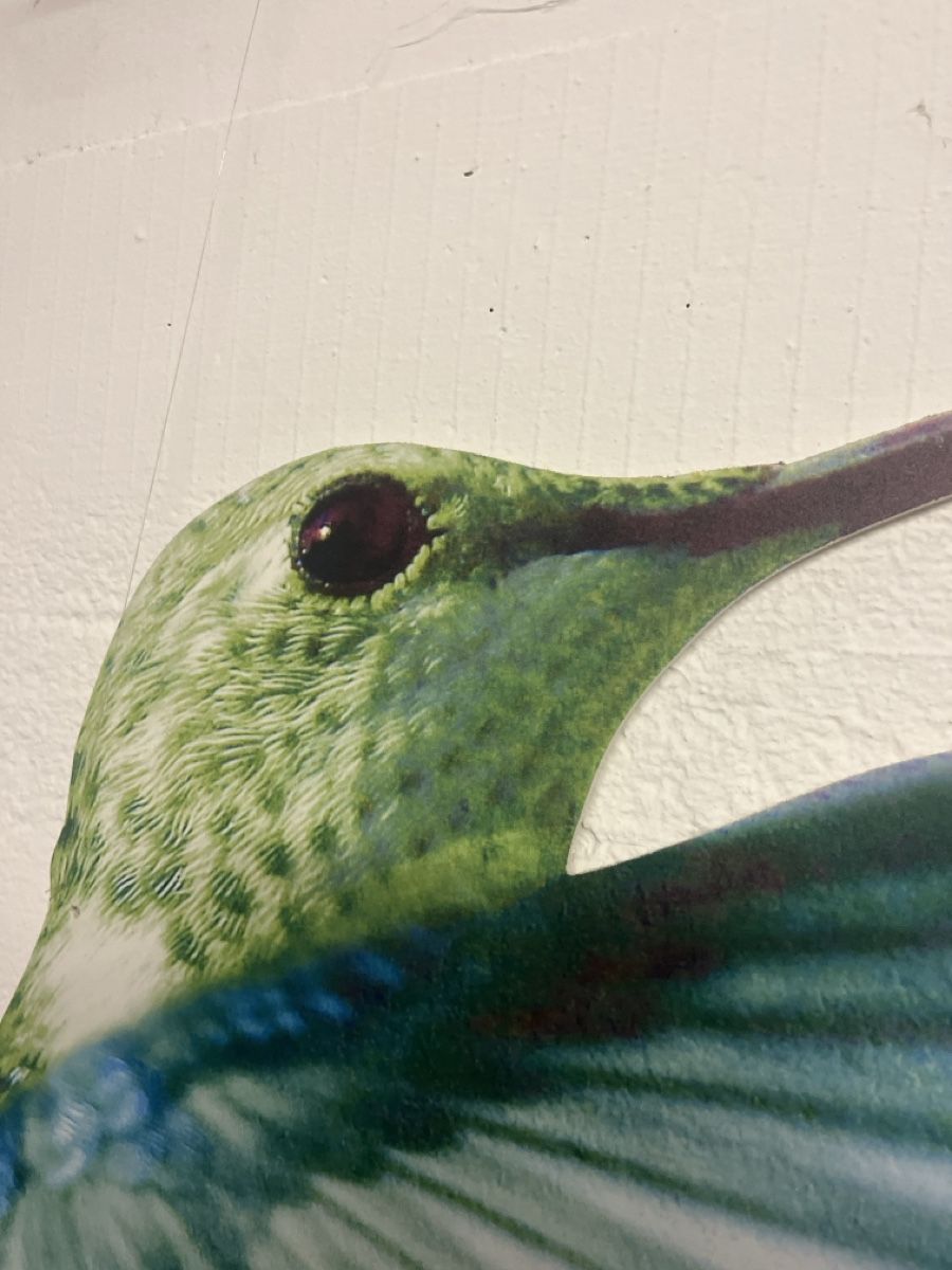 Foto & Immagini: 2 grosse Kolibris Wandbilder Deko – Usato da Bellach venduto da jba03 2