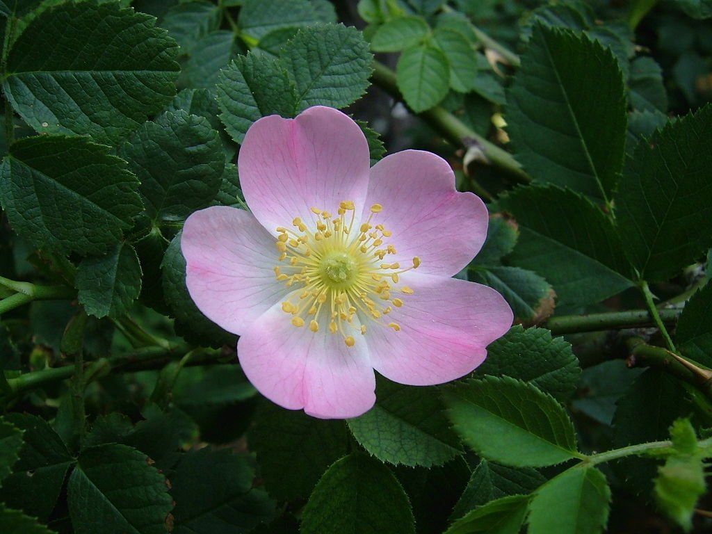 Piante & sementi: Hunds-Rose (Rosa canina) – Usato da Rickenbach SO venduto da tahitian 1