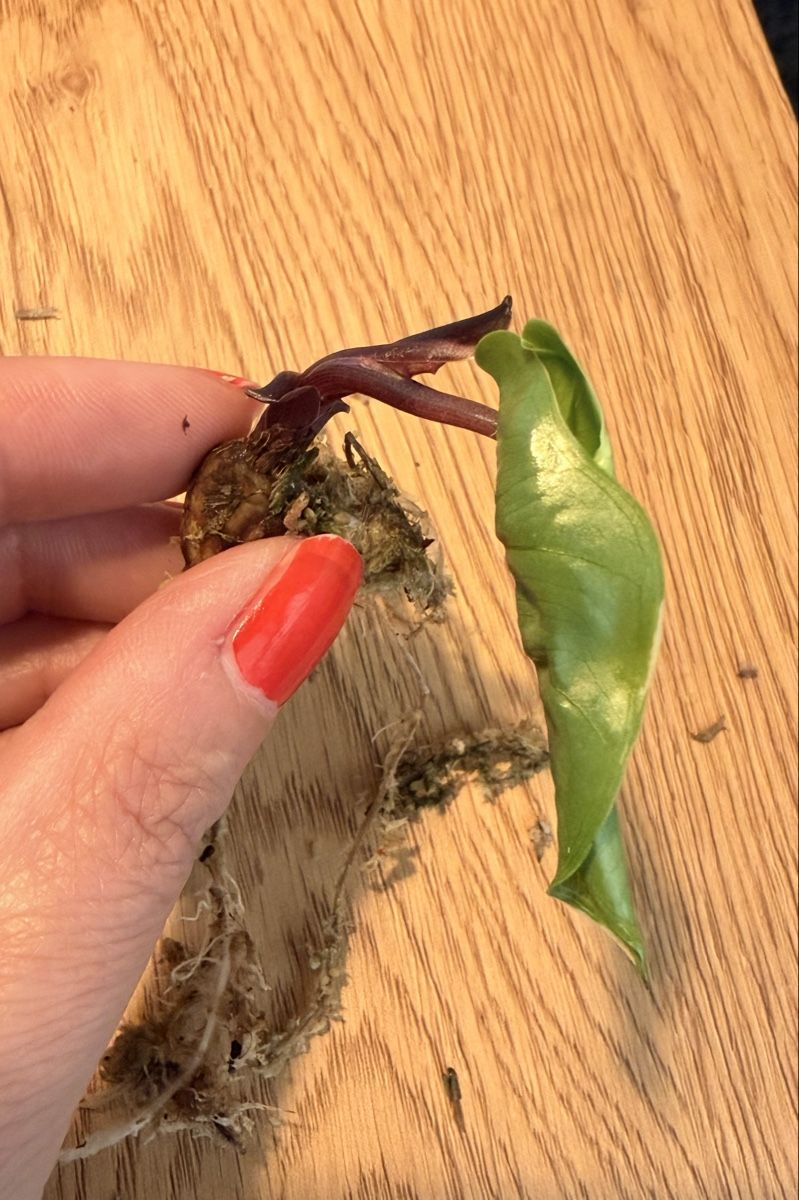 Piante & sementi: Alocasia Black Steam Albo – Usato da Kaiseraugst venduto da dka_b97z 1