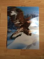Adler 3 D Bild