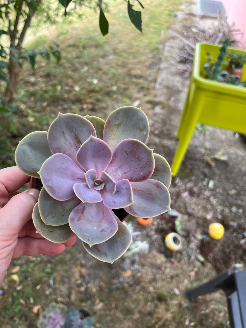 Pflanzen & Samen: Magnifique echeveria colorée – Gebraucht aus Porrentruy von Madamebovary 3
