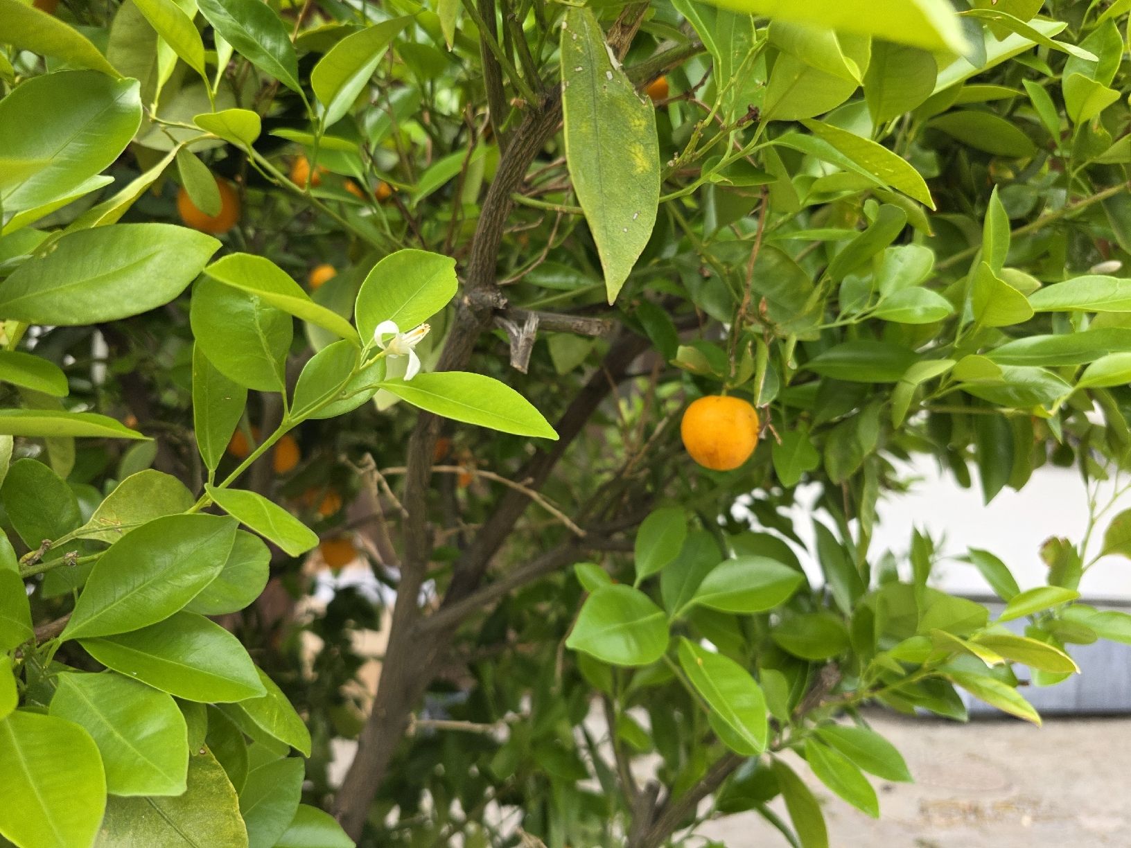 Pflanzen & Samen: Calamondin Pflanze / Baum – Neu (gemäss Beschreibung) aus Uster von Cruleye 3