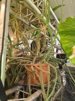 Kaktus Selenicereus grandiflorus – „Königin der Nacht"