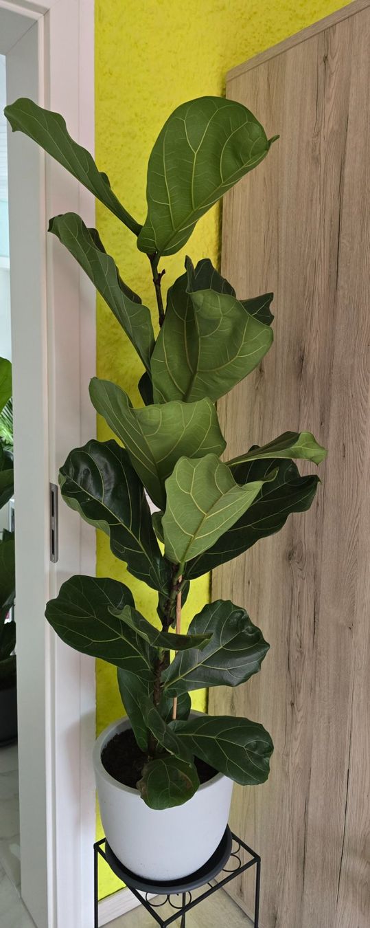 Plantes & graines: Geigenfeige der Sorte 'Bambino – Neuf (Voir description) à Aarburg par Glitzerzauber 1